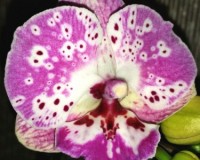 орхидеи продажа киев,орхидеи купить,мультифлора биг лип орхидея купить