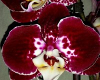 орхидеи продажа киев,орхидеи крупные купить,Черная орхидея купить;