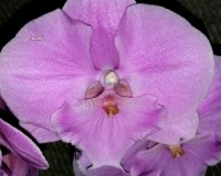 черная орхидея,крупноцветковые восковые орхидеи, биг липс черный,орхид