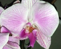 орхидеи купить недорого киев и украина, орхидеи продажа киеворхидея би