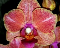 миди мультифлора орхидея персиковая купить недорого;