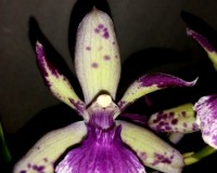зигопеталум орхидея черная,ароматная орхидея,орхидеи купить недорого;