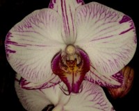 фаленопсис БЕЛЫЙ С ПОДПАЛИНАМИ, орхидеи продажа киев и украина,орхидеи