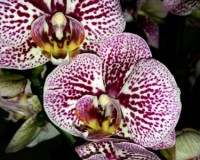 орхидеи,орхидеи киев,орхидеи фото,орхидея мультифлора,орхидея купить,о