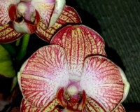 равелло орхидея восковик, оранжевая орхидея восковик купить;