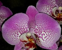 фаленопсис секси пинк,орхидеи продажа киев;