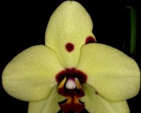 орхидеи продажа киев,орхидеи купить,орхидеи лимонные воск;