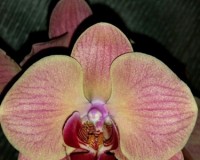 коралловая орхидея,каскадный фаленопсис, орхидеи продажа киев и украин