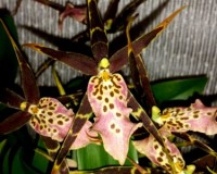 бРАССИЯ купить,орхидея паучок ароматная,орхидея красная купить;