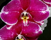 фаленопсисы восковики купить, крупные орхидеи 10-12 см цветок куп;