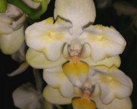 фаленопсис бабочка купить киев недорого,редкие орхидеи купить, продажа