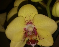 фаленопсис драгон,желтая орхидея купить, орхидеи продажа киев и украин