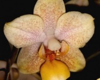 сортовые орхидея, восковики ароматные орхидеи купить, орхидеи продажа