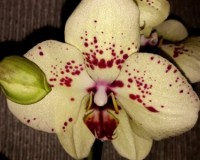 албуфейра орхидея салатовая,орхидея продажа киев и украина,орхидеи поч