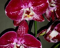 темные бордовые орхидеи,орхидеи купить недорого;