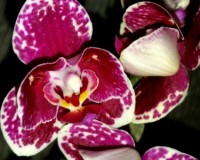 фаленопсис charming little,орхидеи пилорик восковик, орхидеи восковые