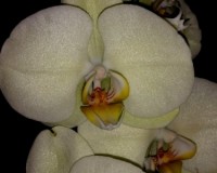 лимонная орхидея для подарка,салатовый фаленопсис,миди мультифлора орх