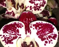 орхидеи продажа киев и украина;