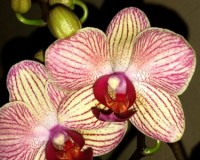миди мультифлора орхидеи продажа,фаленопсис сортовой спринг;