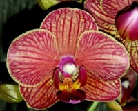 миди мультифлора КОРАЛЛОВЫЙ орхидея восковик,орхидеи продажа киев;