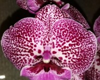 фаленопсис биг лип купить недорого,орхидея большая губа, продажа орхид