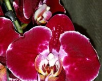 красный фаленопсис купить,орхидеи почтой;