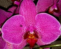 тигровые крупные орхидеи,фаленопсисы недорого,орхидеи в подарок киев и