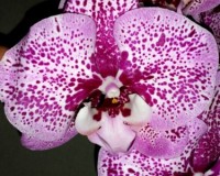 орхидеи продажа киев, орхидеи крупные купить,орхидеи биг липс,оптифлор