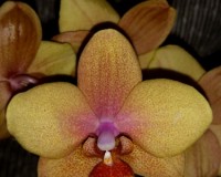миди мультифлора оранжевая орхидея купить, орхидеи продажа киев и укра