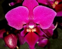 орхидеи дешевые почтой, миди мультифлора орхидеи продажа,лиловая орхид