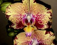 фаленопсис сфинкс купить недорого,орхидеи сортовые продажа киев и укра