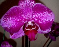 королевская орхидея  купить недорого;