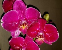 орхидеи купить недорого киев и украина,орхидеи продажа,фаленопсис круп