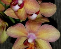 орхидеи продажа киев,орхидеи мультифлора, оранжевая орхидея,орхидеи по