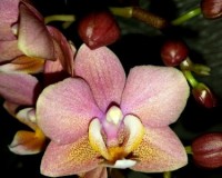 ароматные фаленопсисы орхидеи купить, продажа орхидей в киеве;