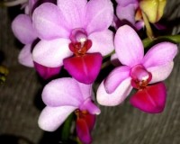фаленопсис льюис бери купить киев и украина,сортовые орхидеи продажа к