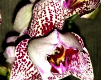 мультифлора орхидея купить,орхидея продажа,пилорик орхидея купить;