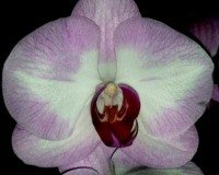 орхидеи продажа киев, орхидеи крупные купить,оптифлор орхидеи;