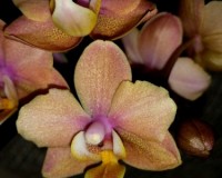 миниорхидея коралловая пестролистная,орхидеи миниатюрные купить киев;