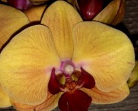 фаленопсис желтый голден бьюти купить недорого,недорогие орхидеи, деше