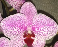 орхидея готеборг,крупная орхидея купить киев;
