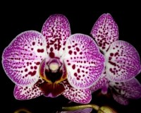 миди мультифлора лиловая орхидея купить;