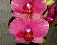 орхидеи продажа,орхидеи восковые, орхидеи купить недорого киев и укра;