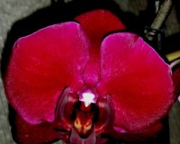 орхиде продажа киев,орхидеи купить,орхидеи воск черные мультифлора;