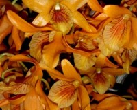 дендробиум оранжевый,орхидея оранжевая, орхидеи купить недорого киев и
