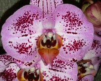 орхидея купить недорого, орхидеи продажа киев и украина,орхидеи почто