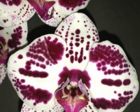 крупноцветковые орхидеи  11-12 см,королевские орхидеи, орхидеи продажа