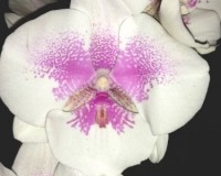 орхидеи продажа киев,орхидея биг липс;