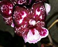 БИГ ЛИП ВОСКОВИК,сортовые фаленопсисы, купить орхидеи в подарок недоро