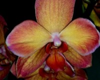 фаленопсис монза красный восковик бабочка,monza орхидея бабочка;